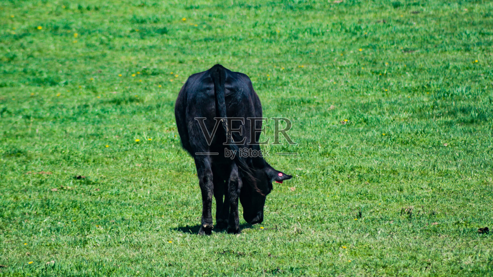 黑色的牛屁股照片摄影图片