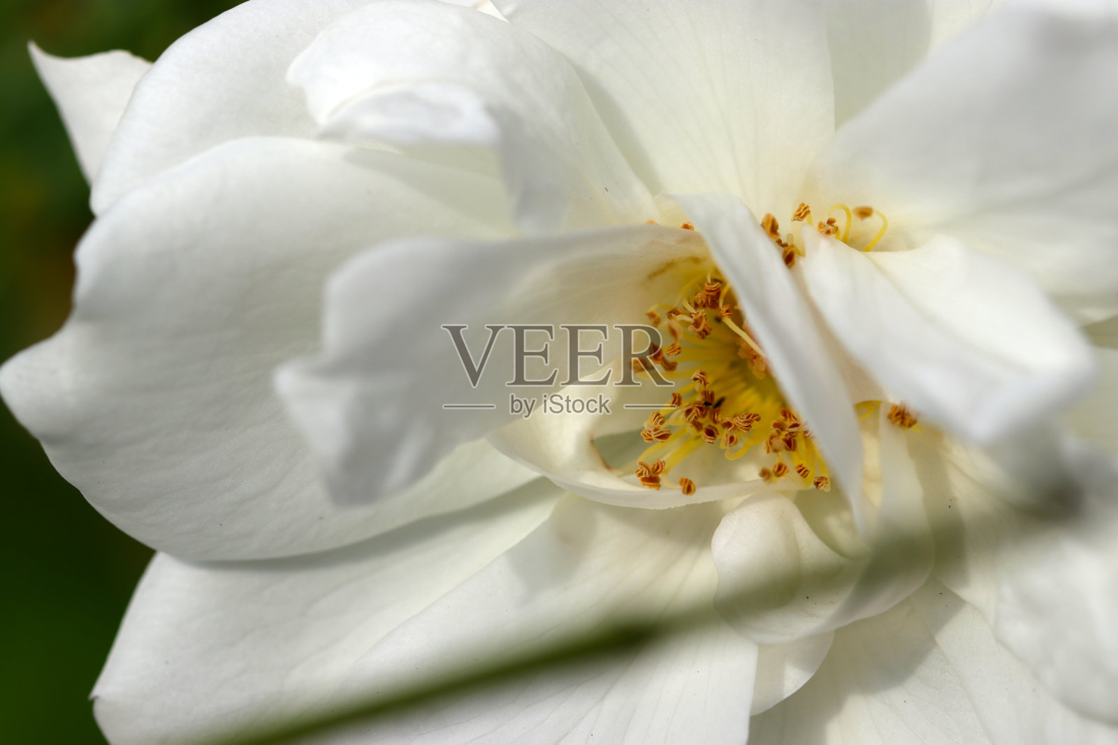 “常青玫瑰(Rosa sempervirens)”的白色大花头，近景微距摄影。照片摄影图片