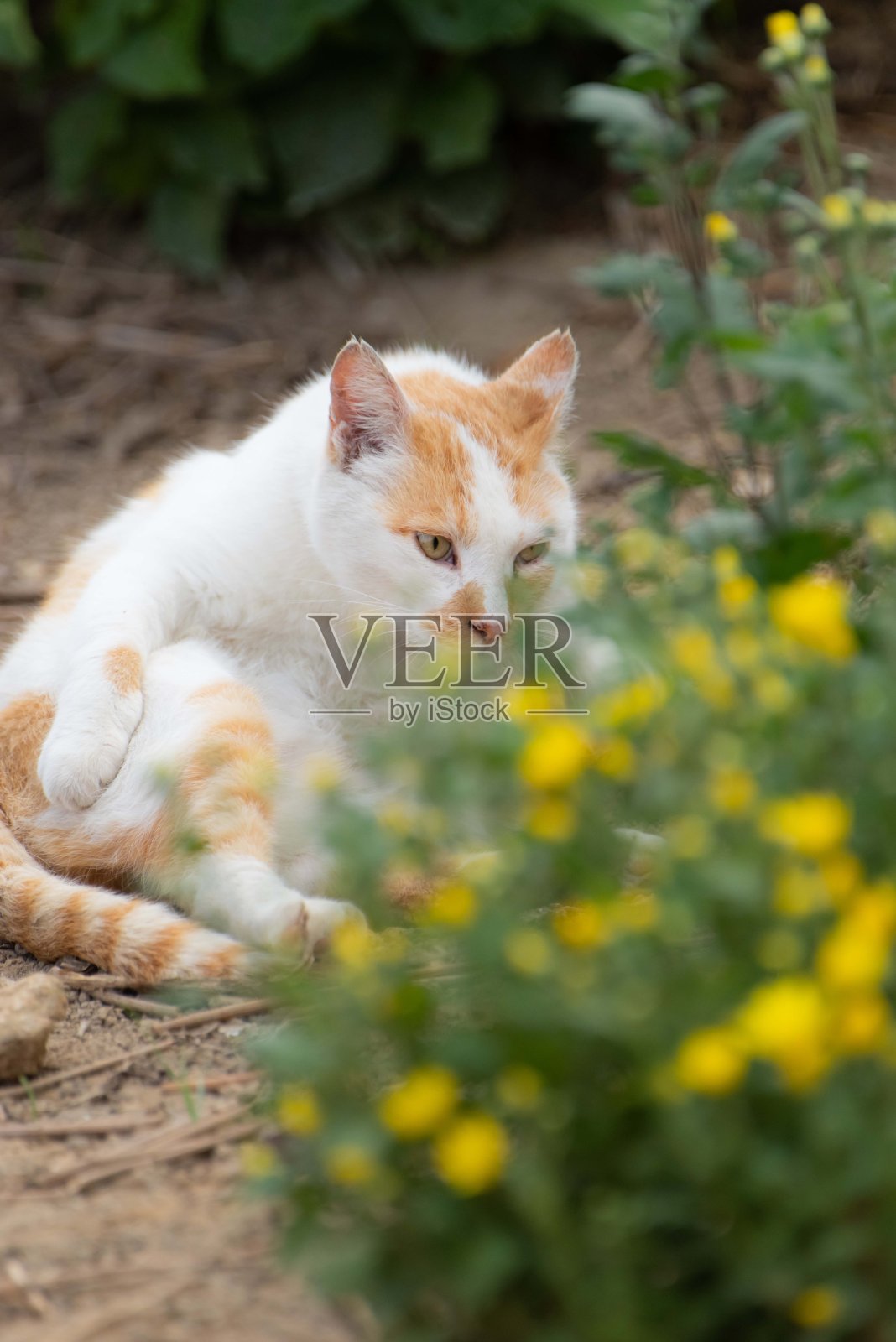 放松的猫照片摄影图片