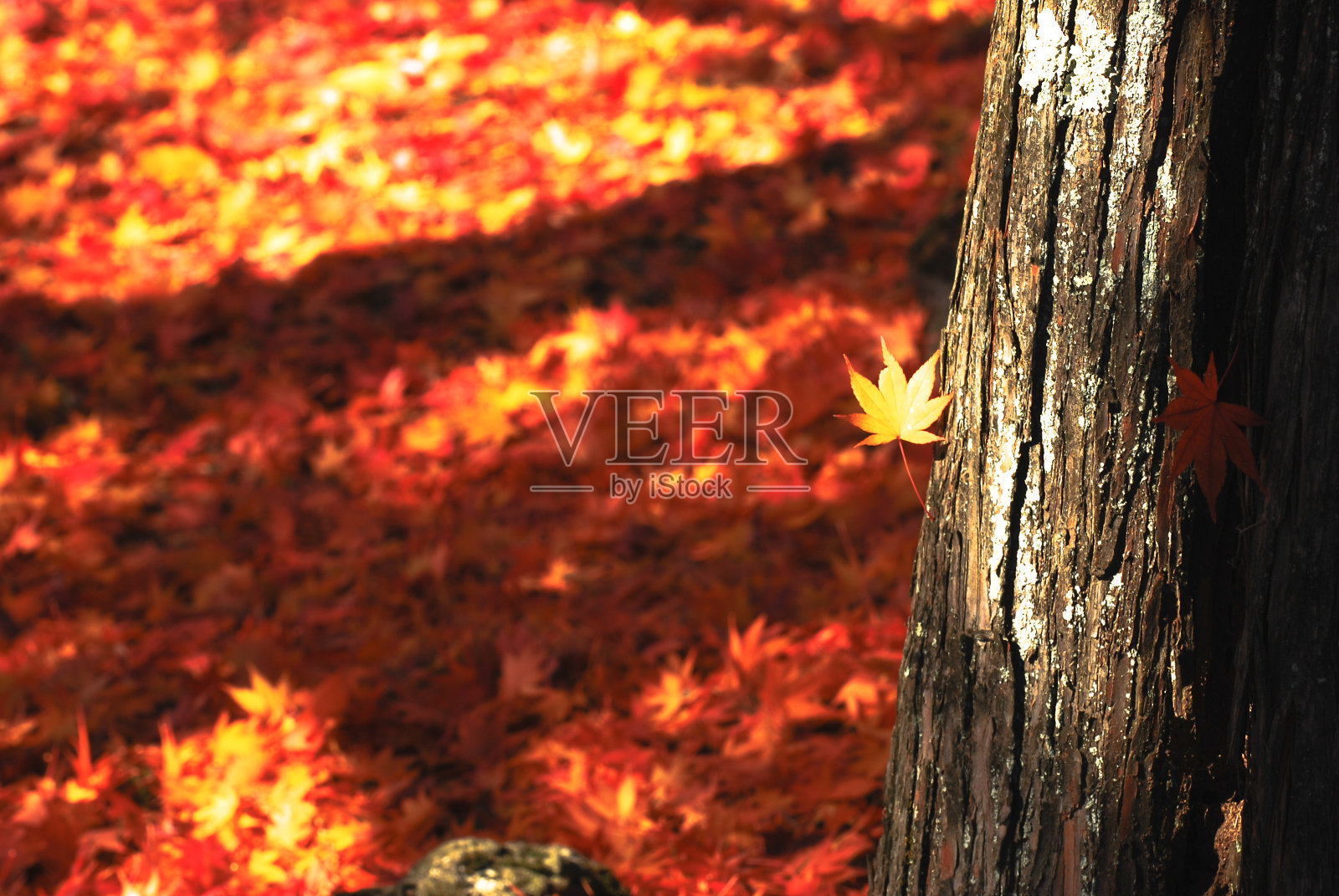 枫叶和秋天的落叶照片摄影图片
