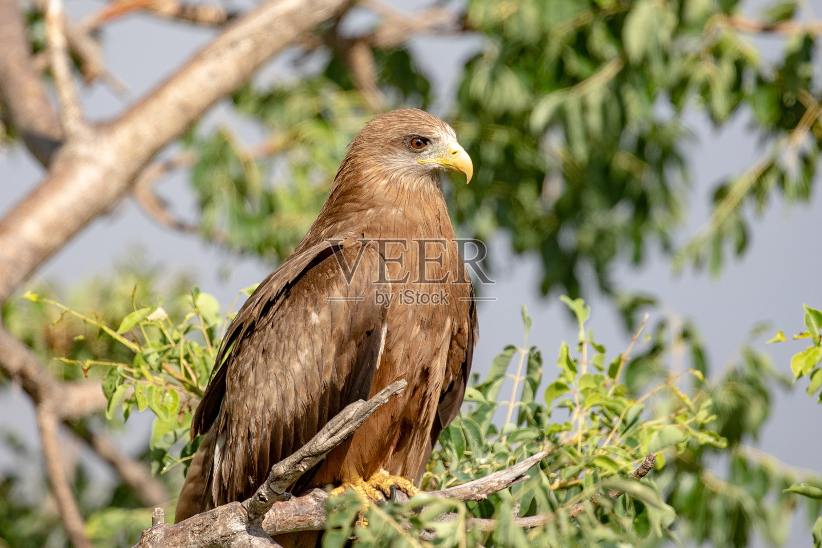 只风筝照片摄影图片