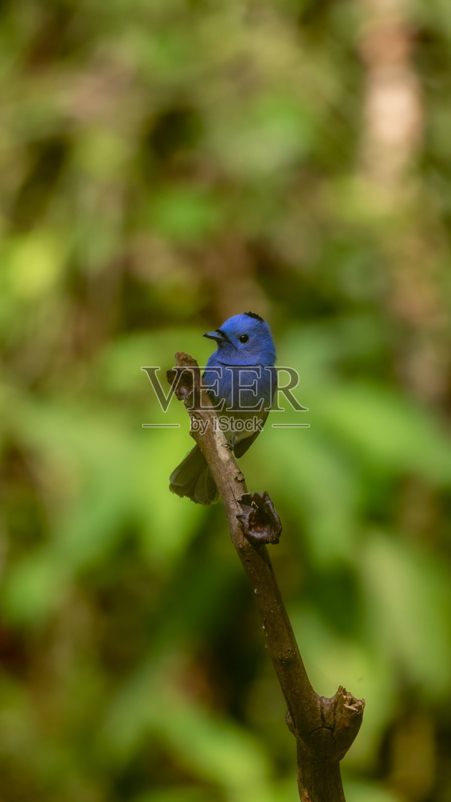 日光下，一只黑枕木帝王蝶栖息在树枝上的垂直镜头照片摄影图片