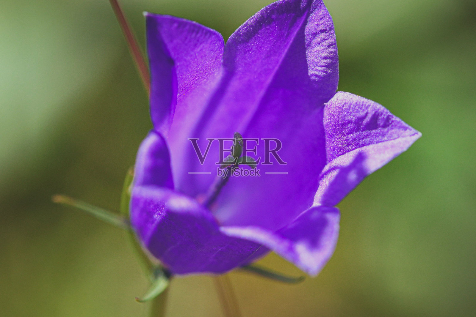 紫色风铃花的特写镜头照片摄影图片