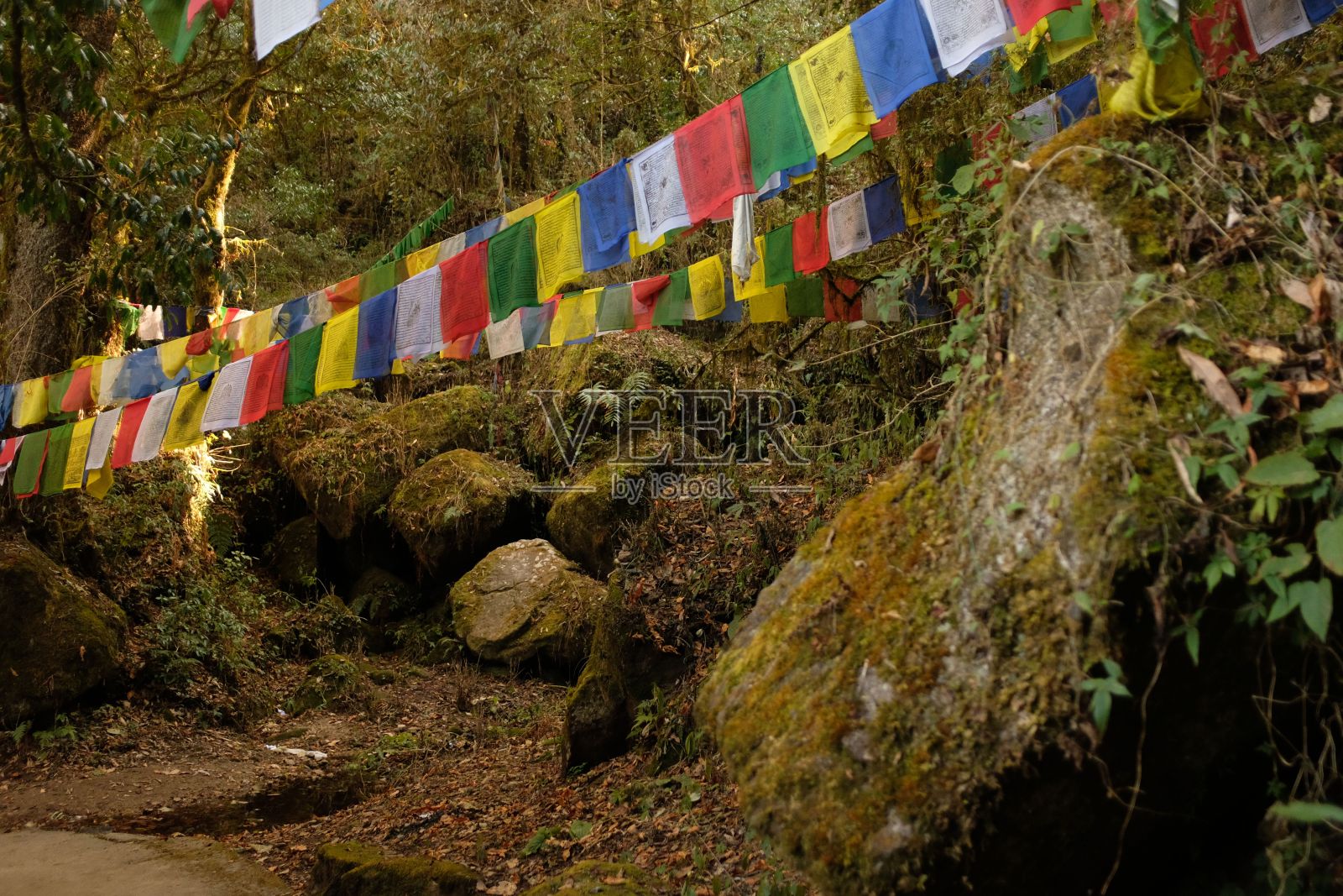 尼泊尔森林中的经幡照片摄影图片