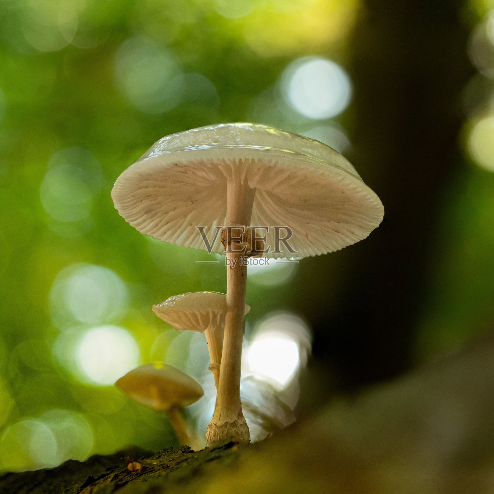 树上的一组粘液蘑菇照片摄影图片