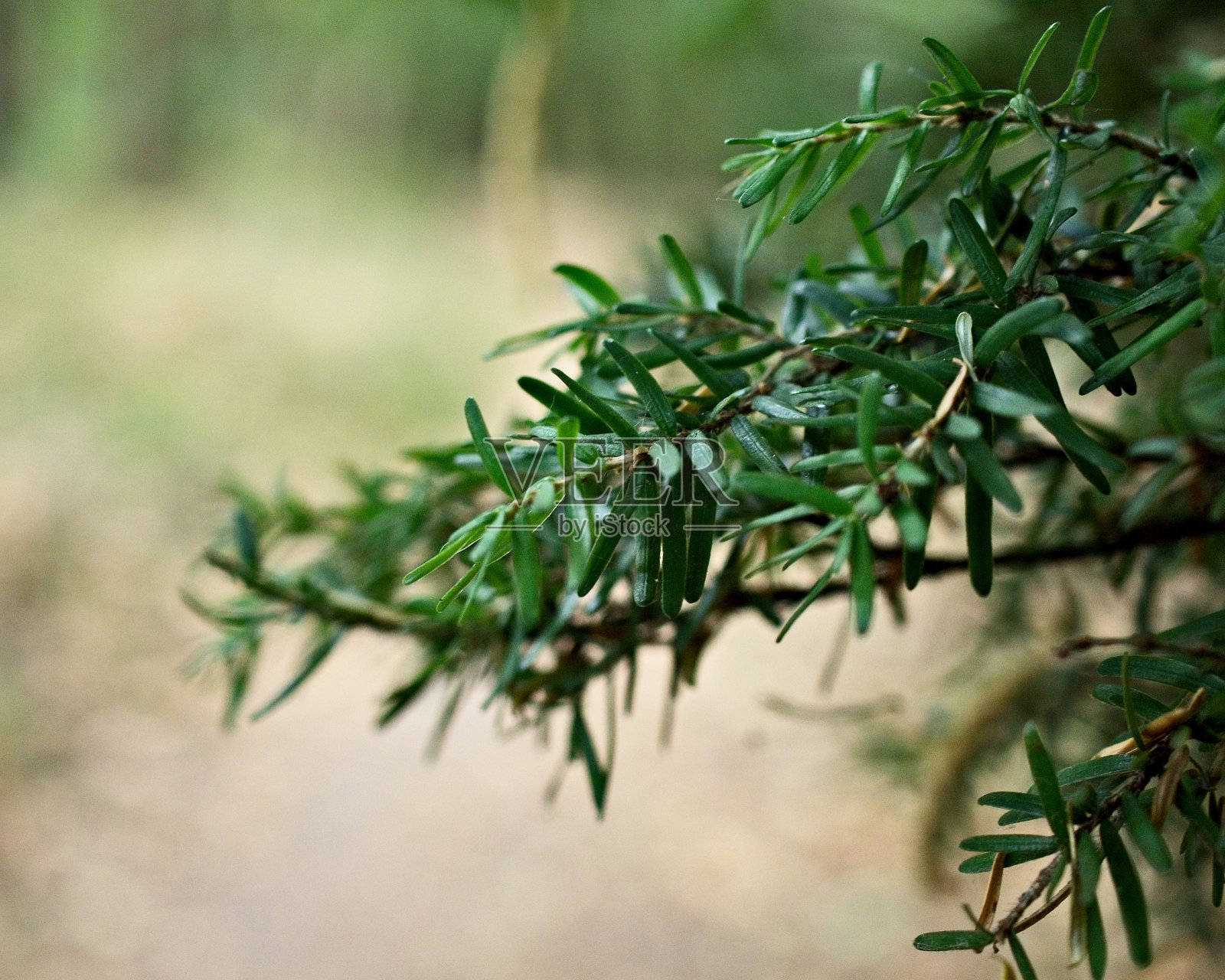 树上的松果照片摄影图片