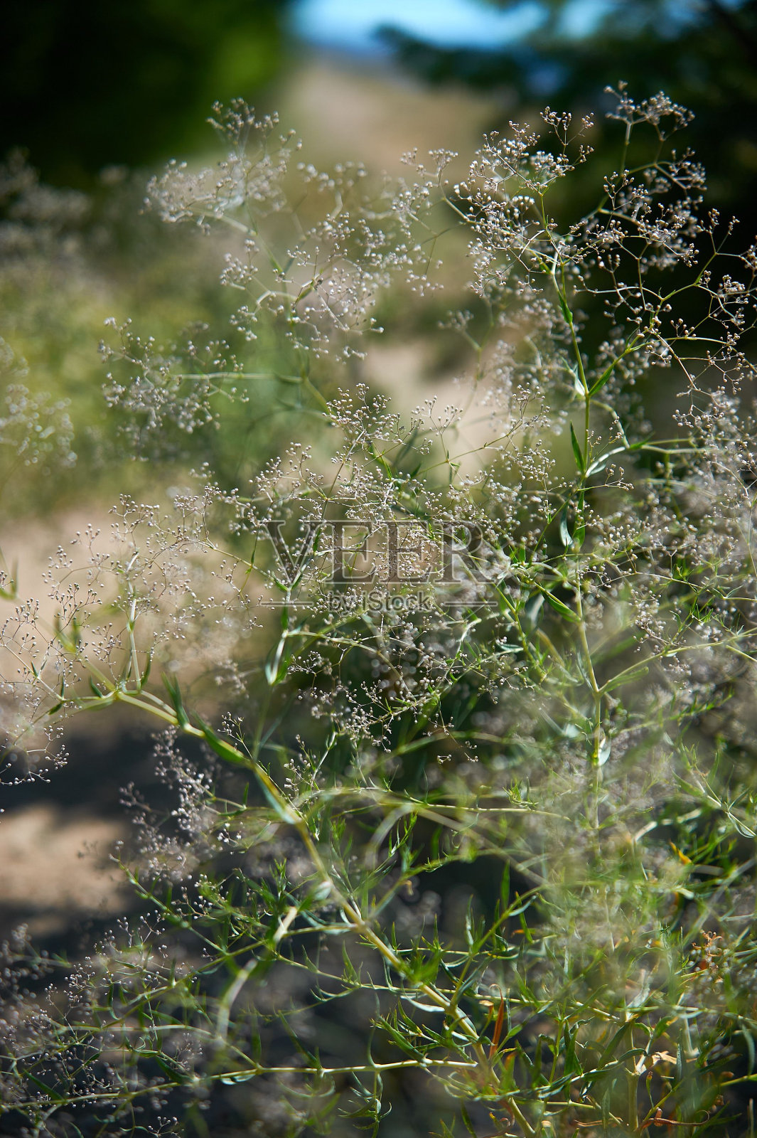 在田野里生长的常见的乳茅花的垂直照片照片摄影图片