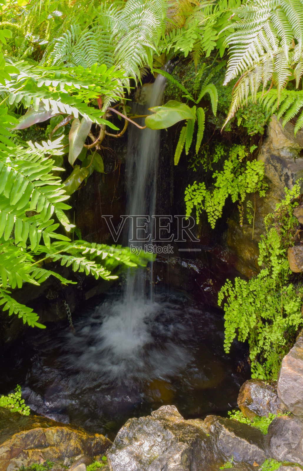 垂直拍摄的瀑布周围的蕨类植物照片摄影图片
