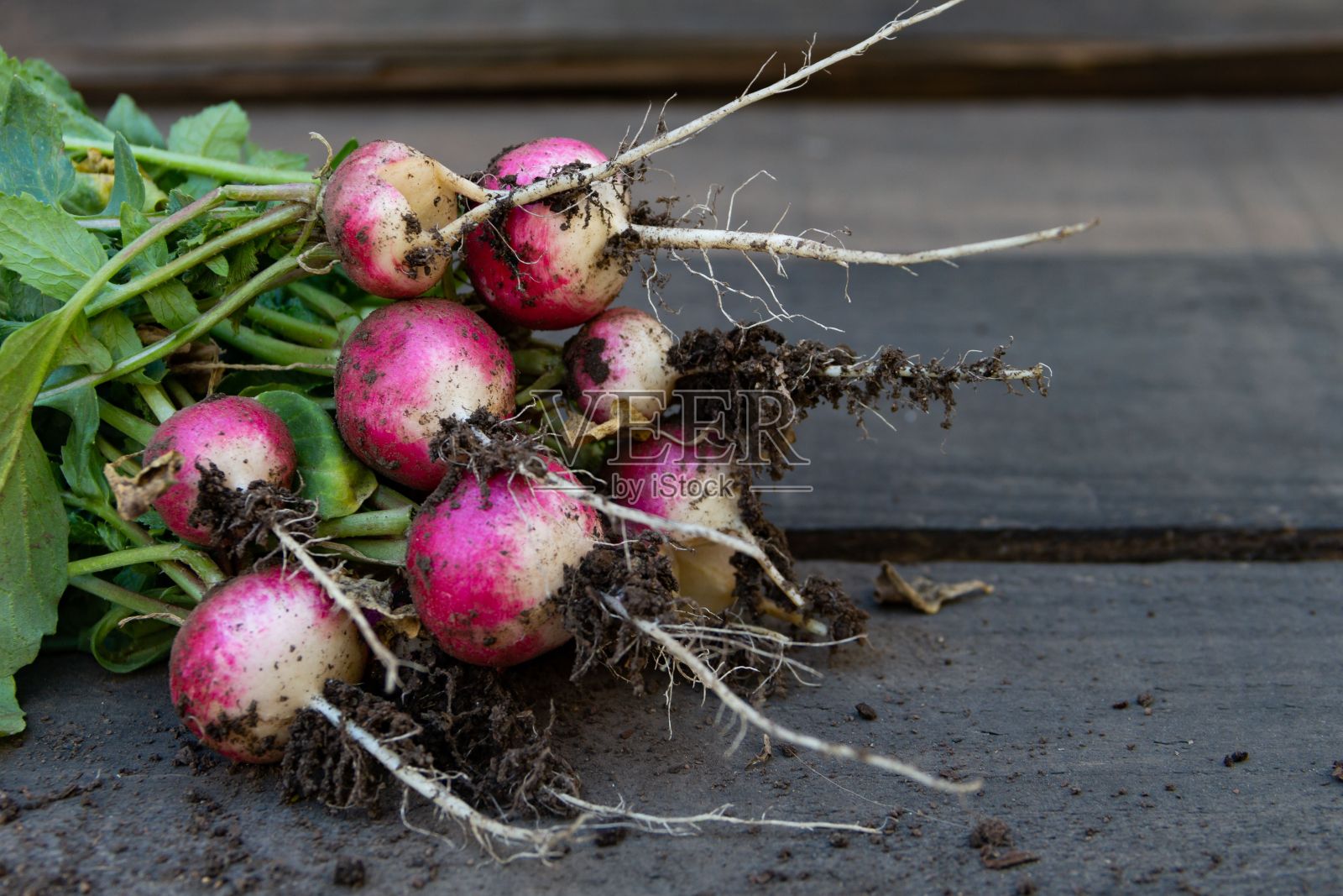 有机菜园里的一束萝卜照片摄影图片