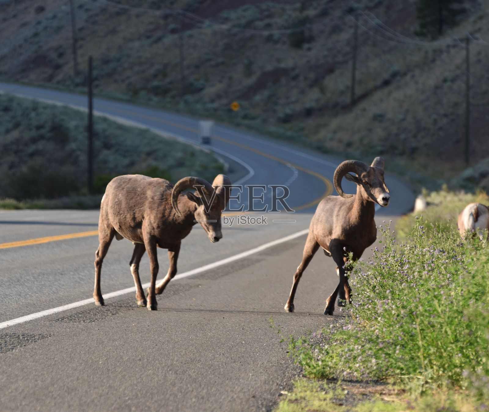 在不列颠哥伦比亚省利顿，沙漠大角羊穿过柏油路的美丽照片照片摄影图片