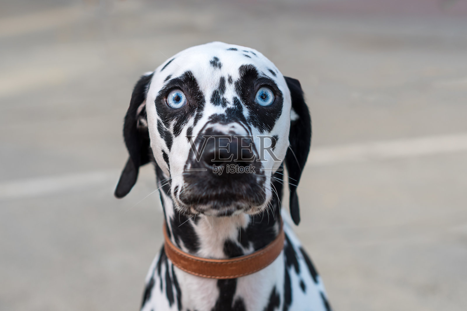 选择焦点拍摄的达尔马提亚人的脸与明亮的蓝色凝视的眼睛照片摄影图片