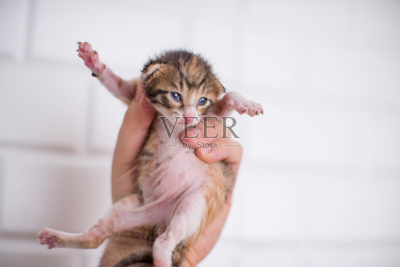 在白色背景下，一个人手里的新生小猫的选择性拍摄照片摄影图片
