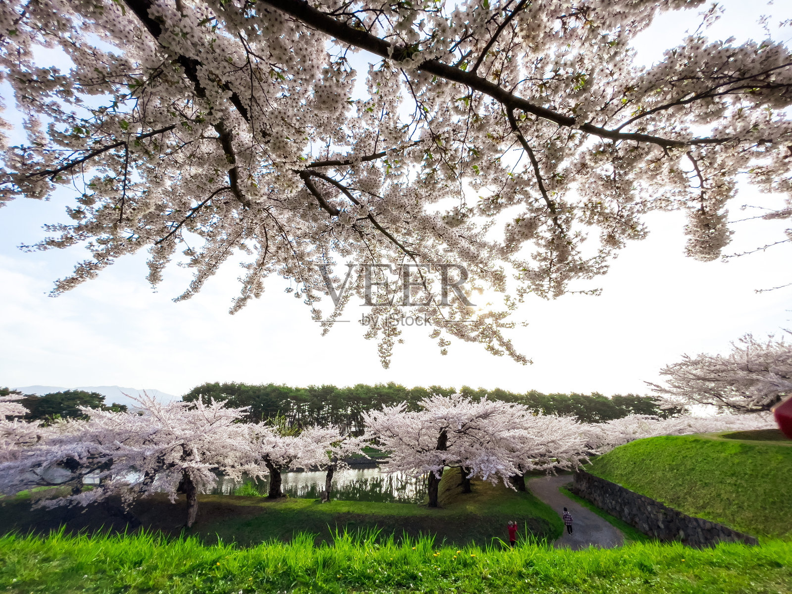 函馆Goryokaku公园樱花盛开照片摄影图片