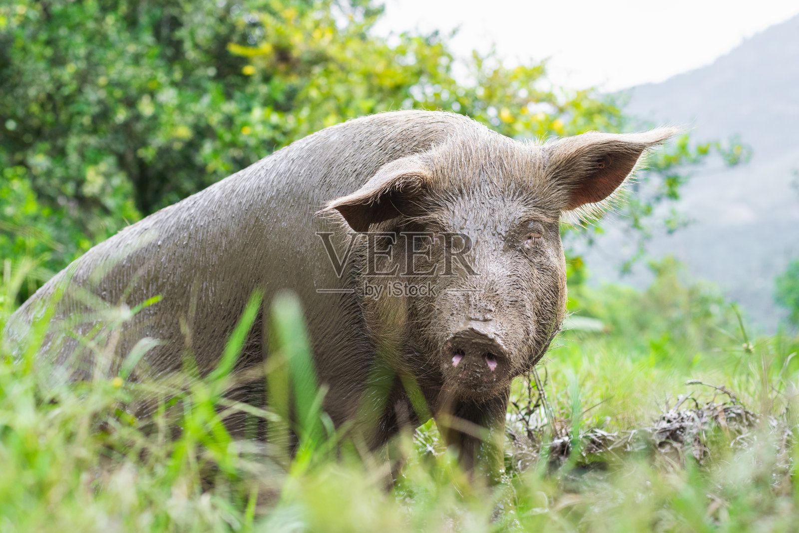 一个怀孕的母猪的美丽特写，在泥土中挖掘，周围是青草和绿色植被。很脏的猪看着镜头。照片摄影图片