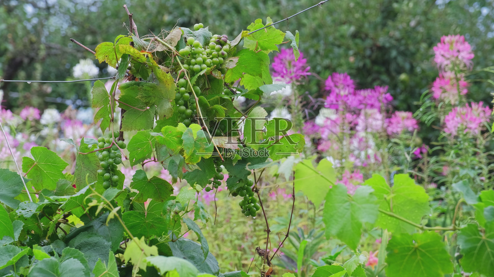葡萄园栽培的绿色未成熟果实藤照片摄影图片