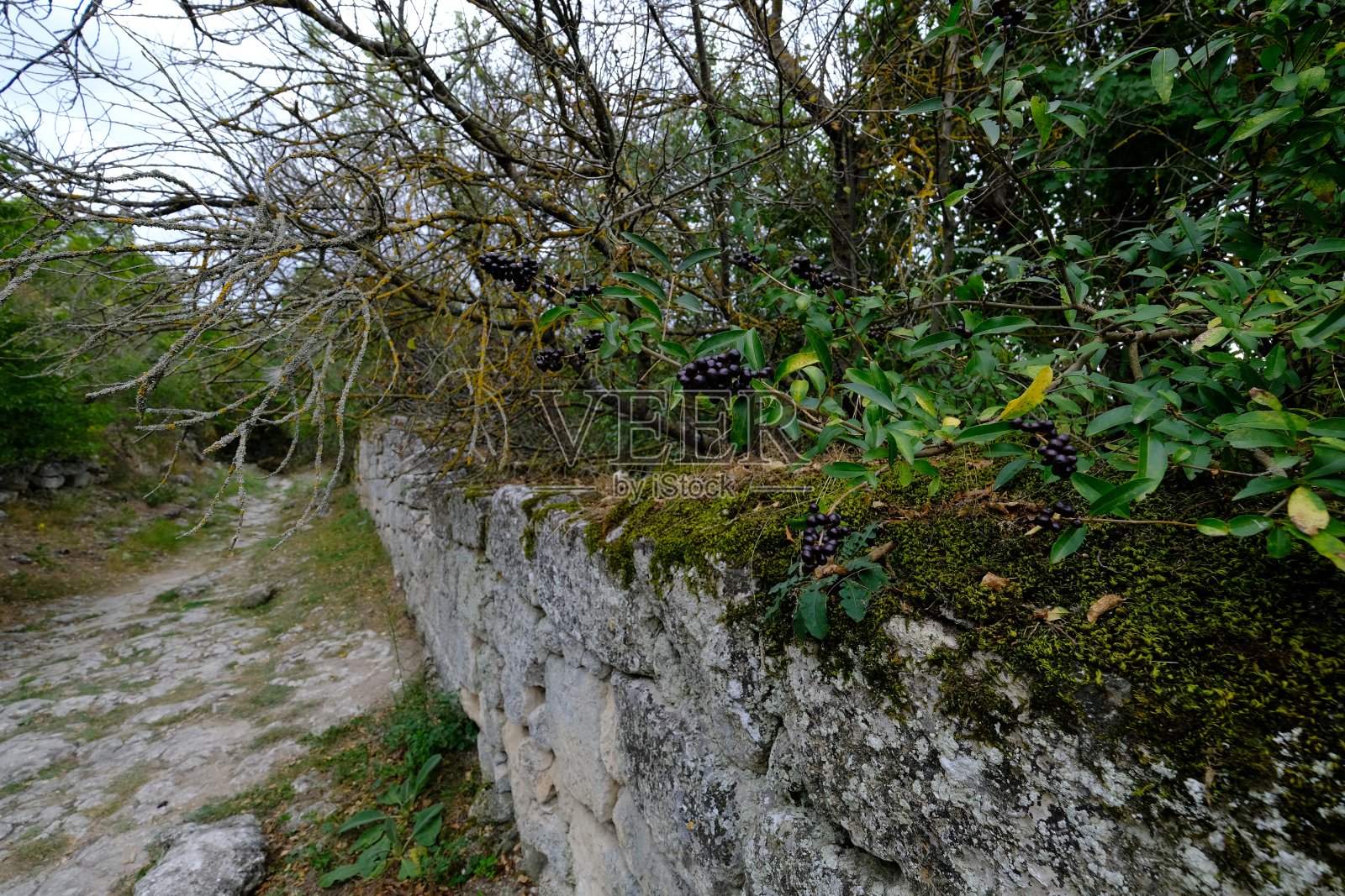浆果照片摄影图片