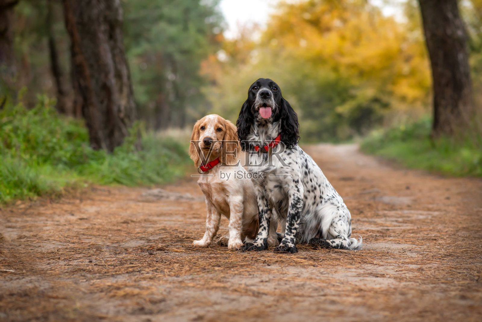 两只可爱的西班牙猎犬坐在秋天的公园里。成年狗和小狗。黄叶背景下的猎犬。有选择性的重点。照片摄影图片