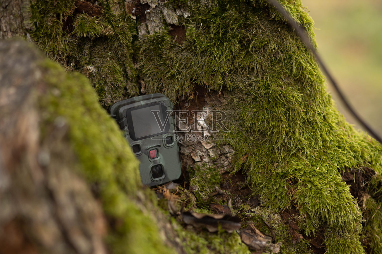 摄像机陷阱伪装监视摄像机在森林的一棵树上观察动物和鸟类。照片摄影图片