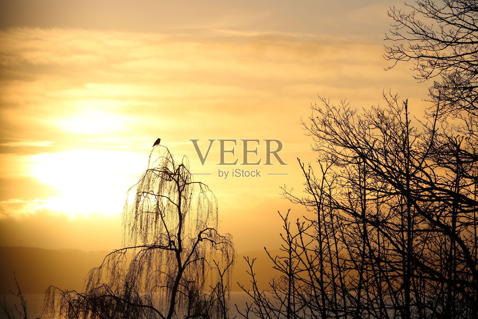 金色夕阳下，一只小鸟栖息在树枝上的剪影照片摄影图片