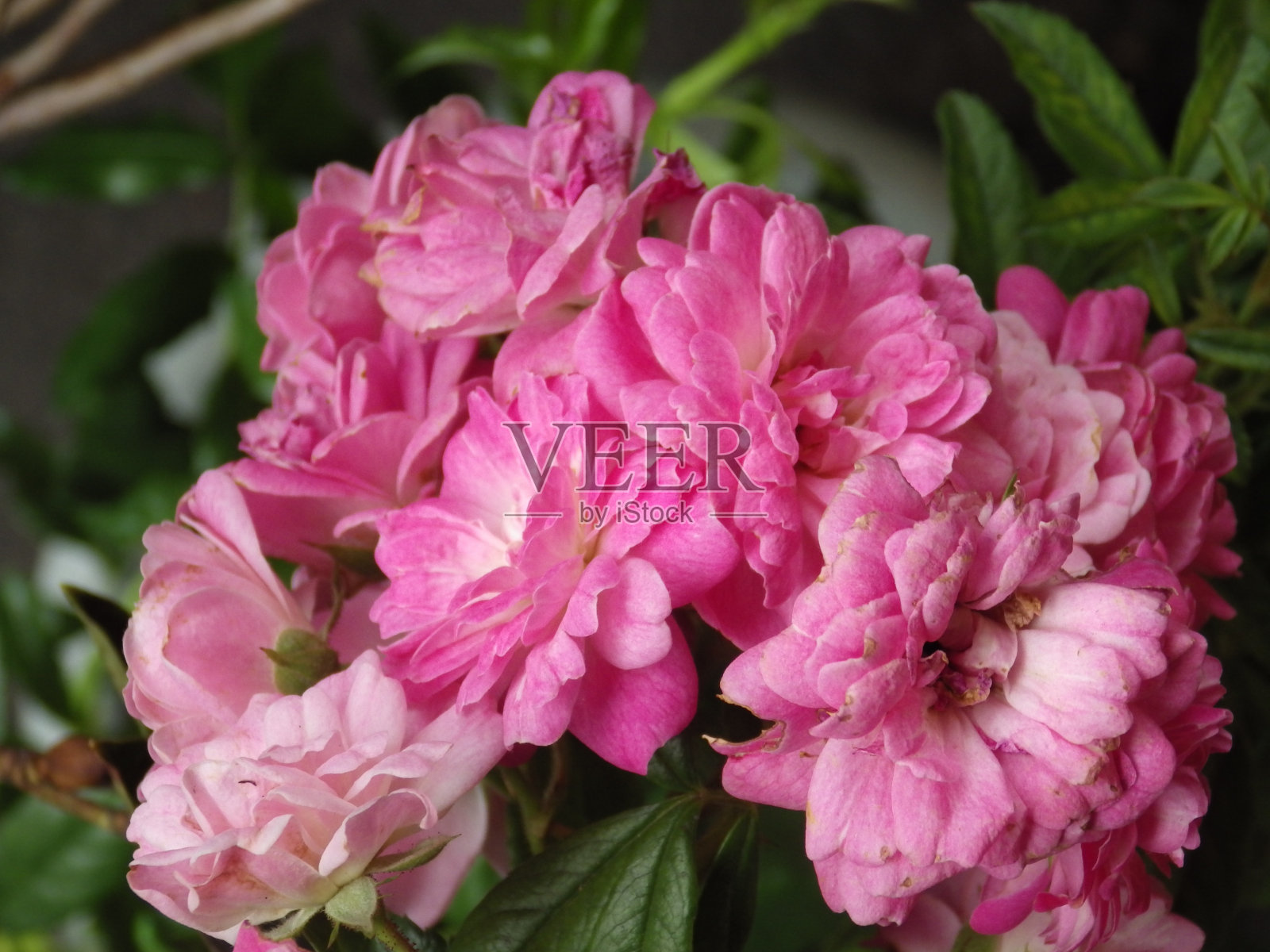 高角拍摄的精致盛开的粉红色玫瑰花束在花园里照片摄影图片