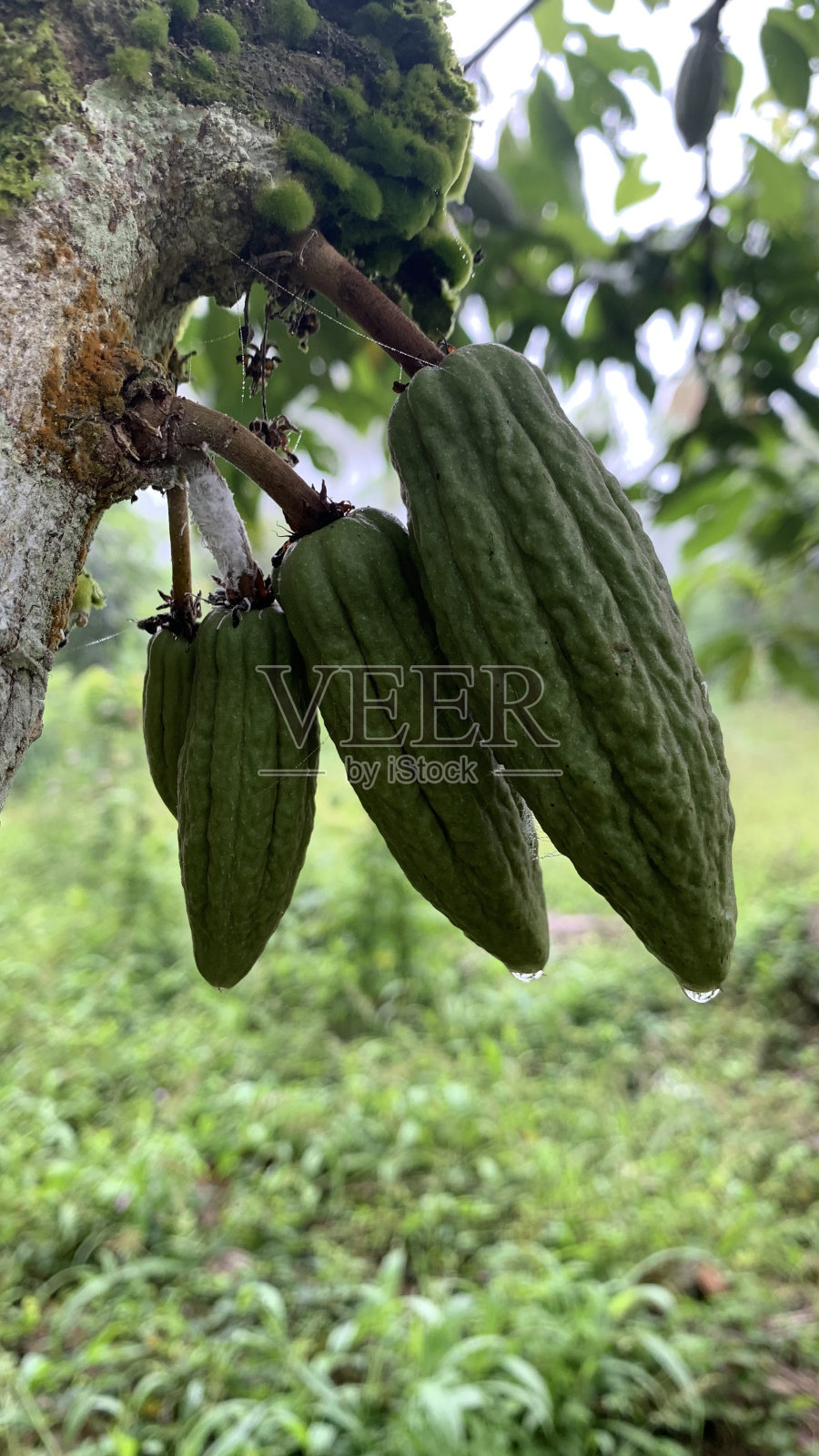 年轻的巧克力水果照片摄影图片