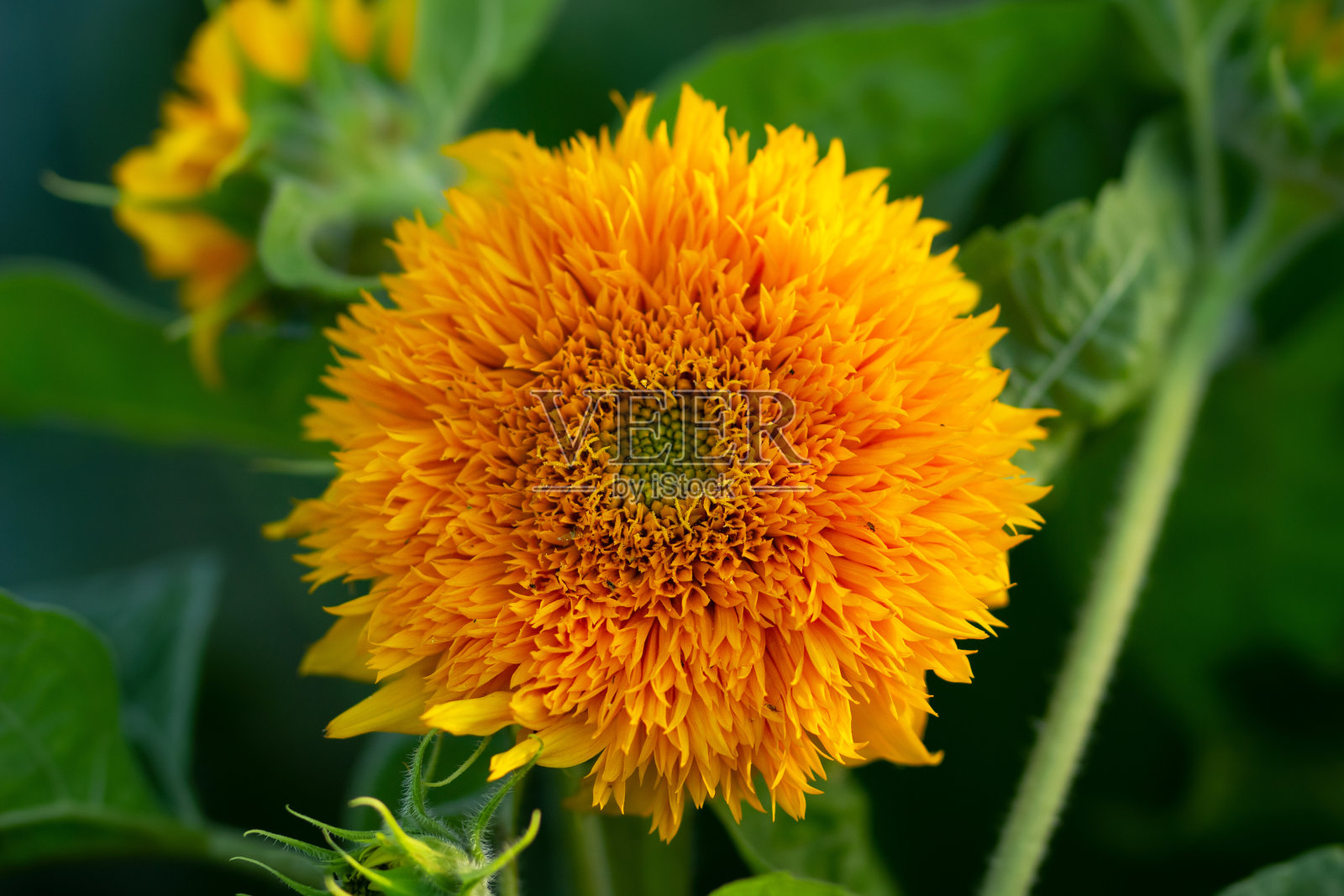 毛茸茸的泰迪熊向日葵在花园里开满了叶子。照片摄影图片