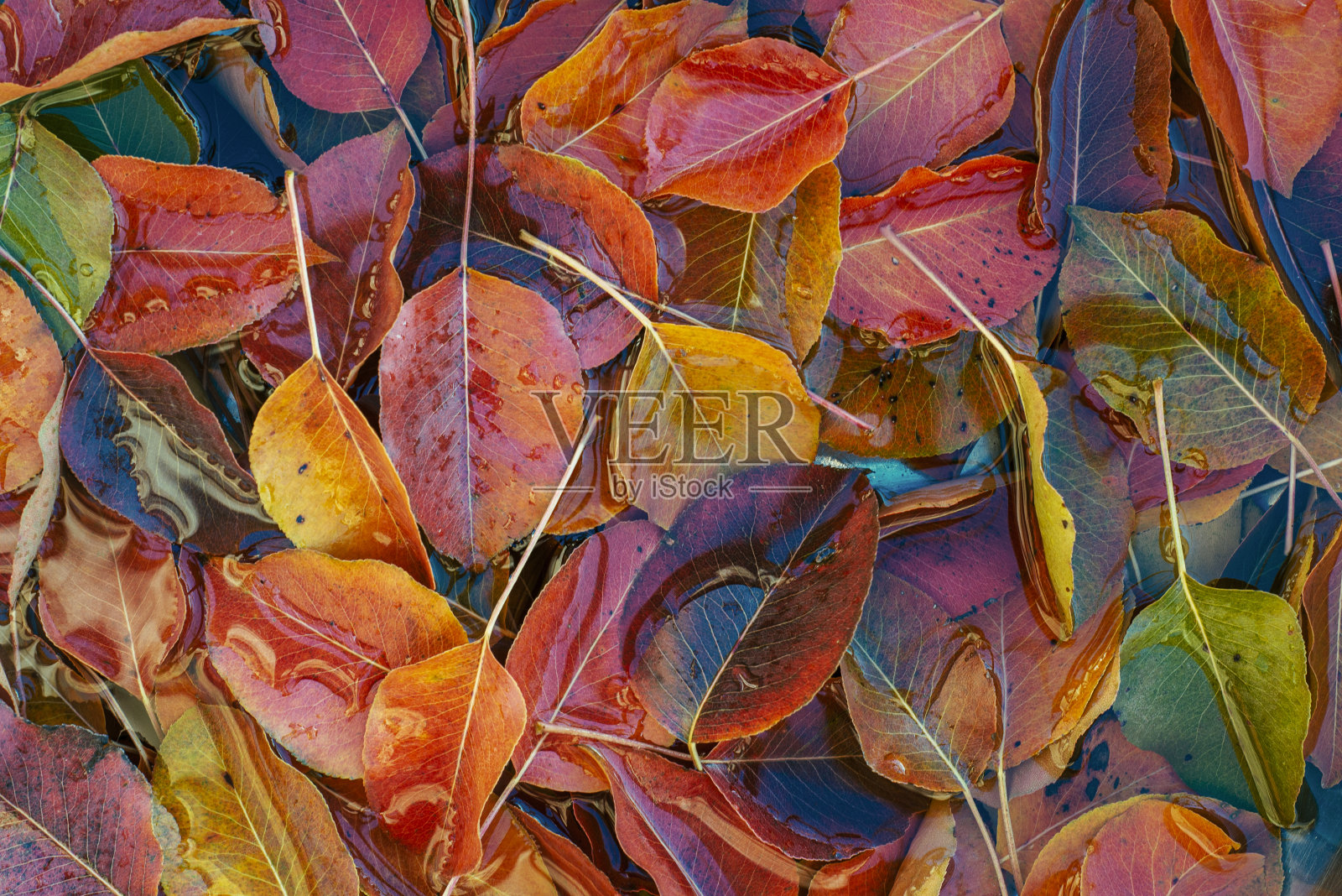 秋天橙红绿叶梨树秋天文字空间落水抽象自然色彩背景照片摄影图片