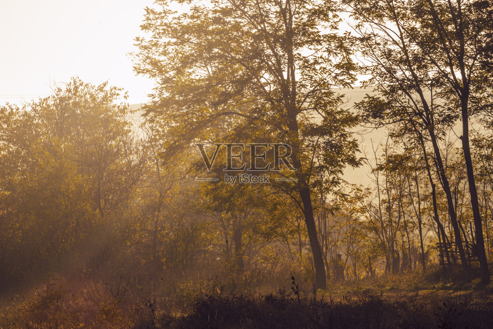 清晨的风景。秋天，阳光穿过树林，笼罩在森林的薄雾中。照片摄影图片
