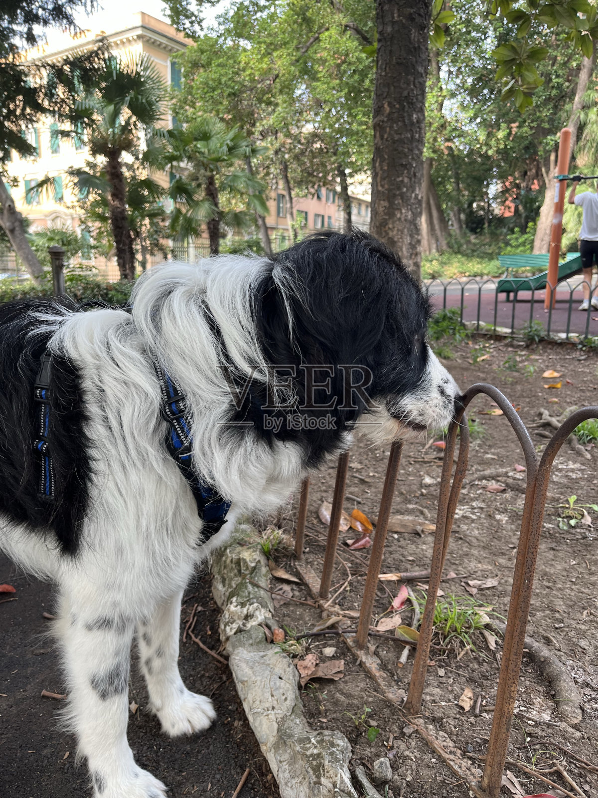 我可以玩吗?照片摄影图片