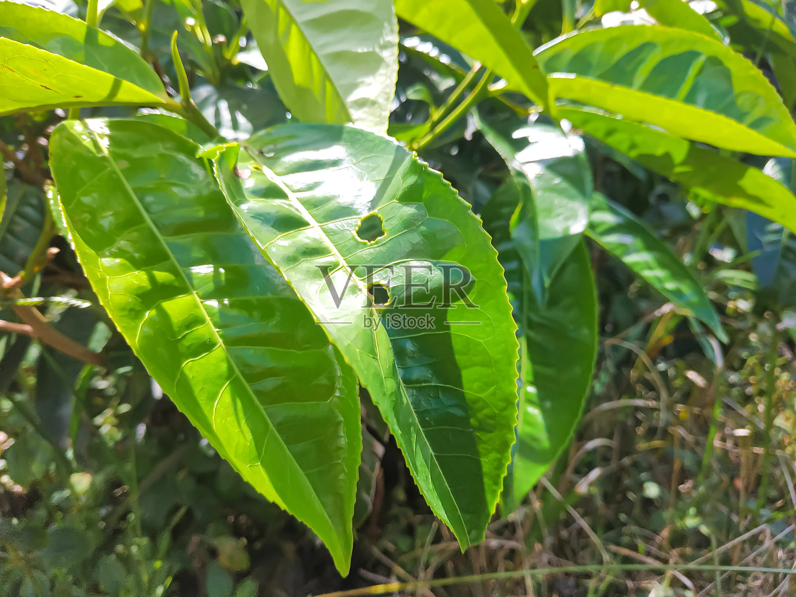 茶叶照片摄影图片