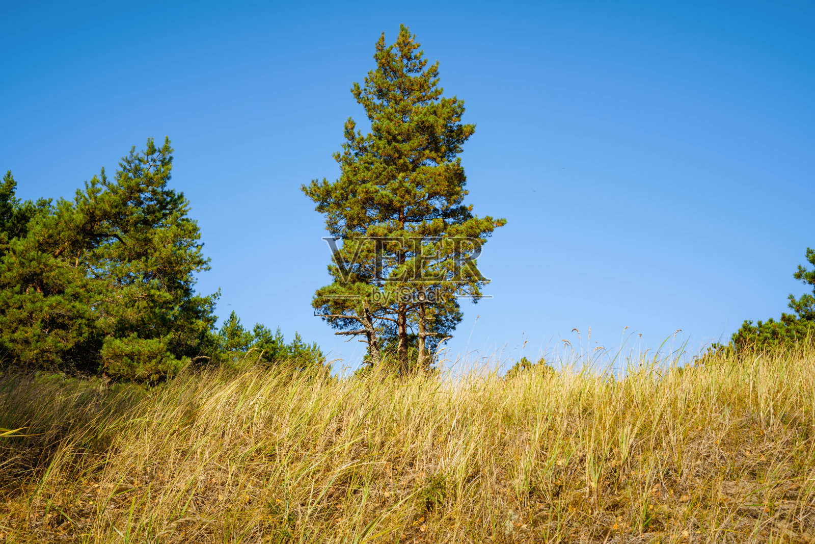 秋天草地上松树高大，草木黄色照片摄影图片