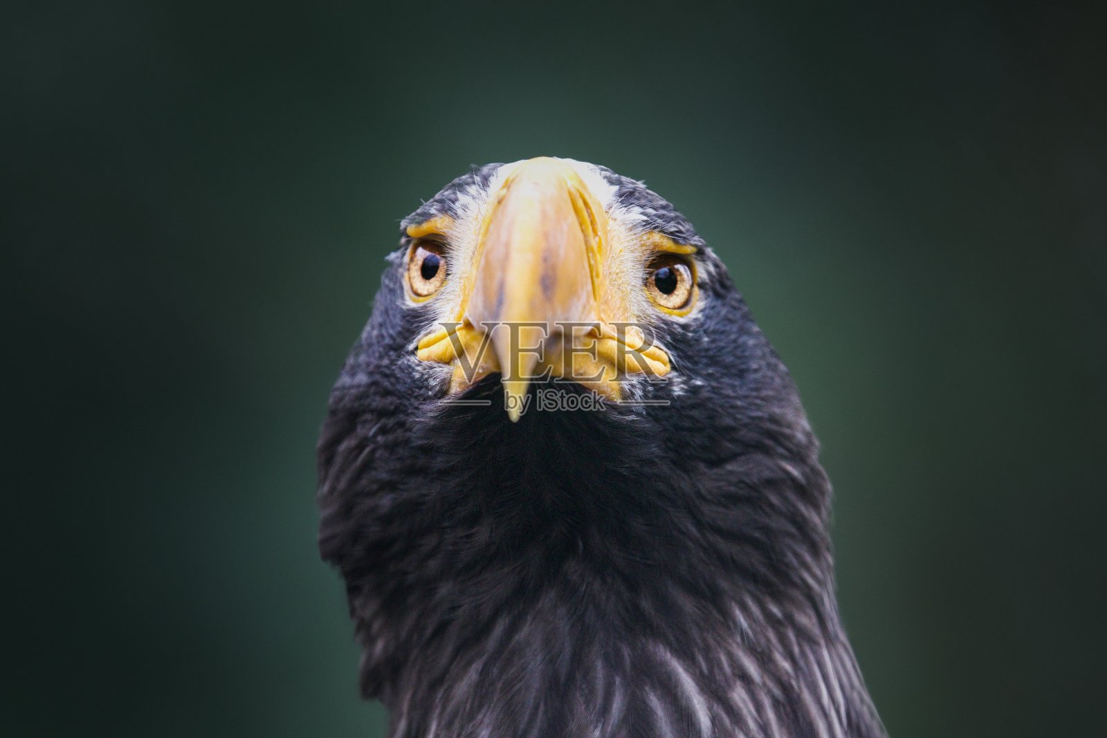 在一个模糊的背景前，选择聚焦拍摄一只虎头海鹰照片摄影图片