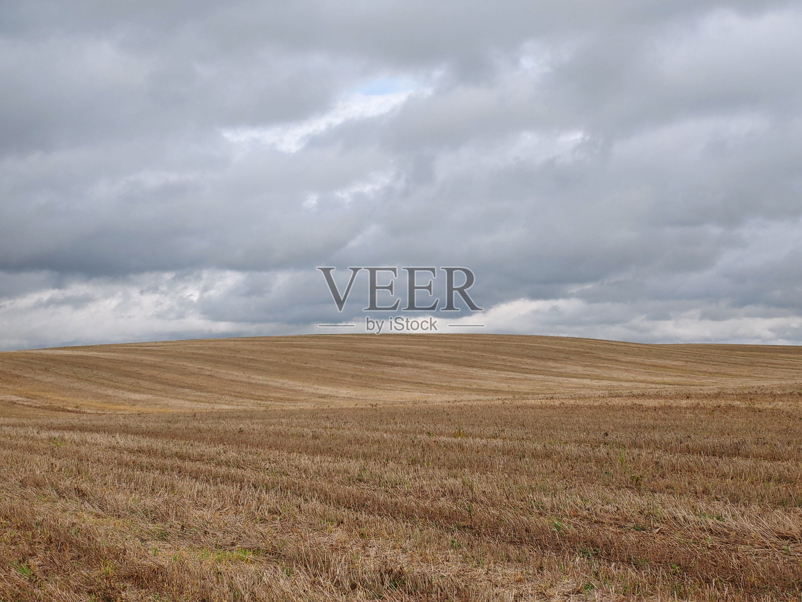 美丽的长草地在阴雨的天空下闪闪发光照片摄影图片