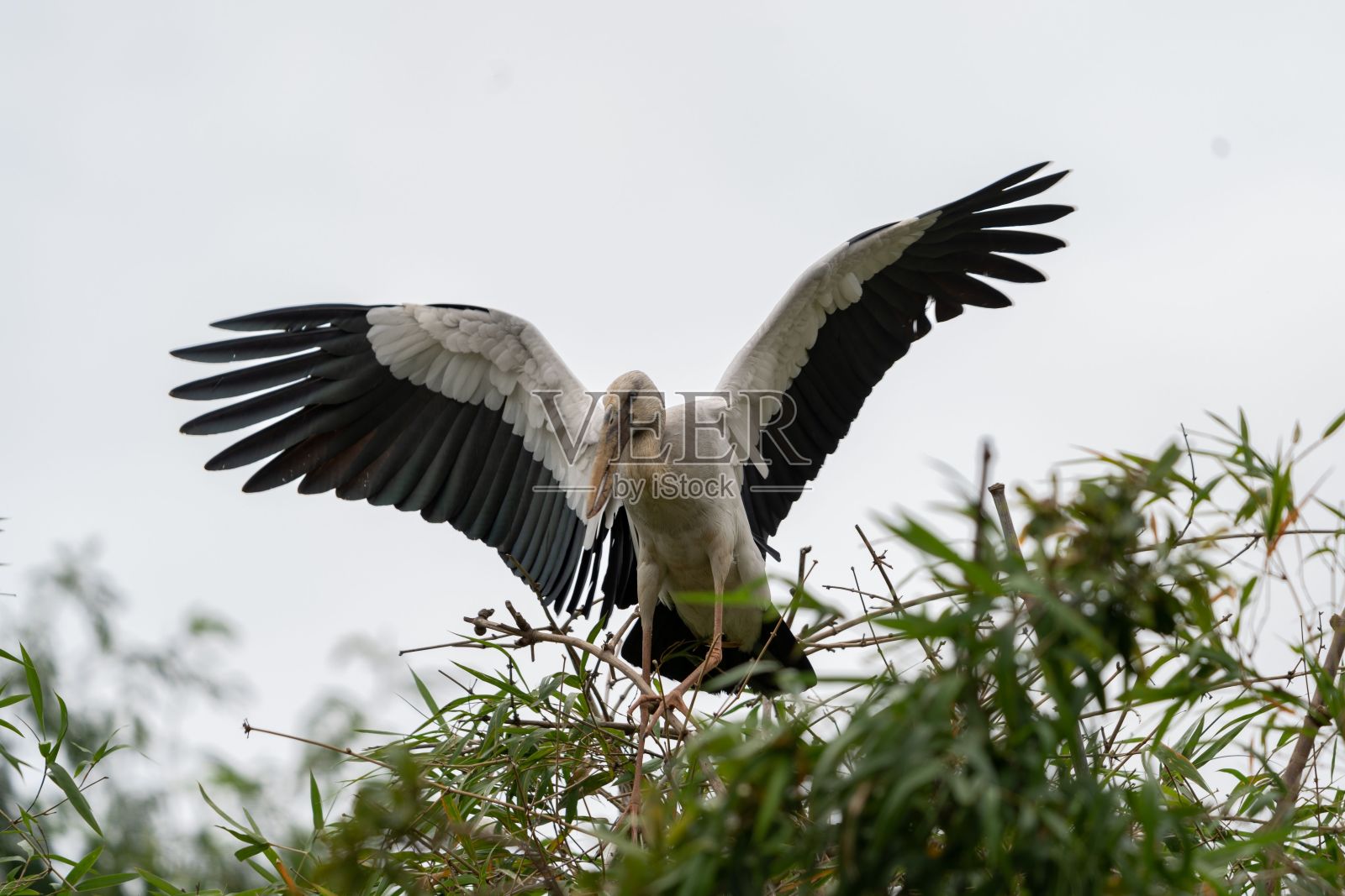 灌木上的亚洲开嘴鹳或亚洲开嘴鹳照片摄影图片
