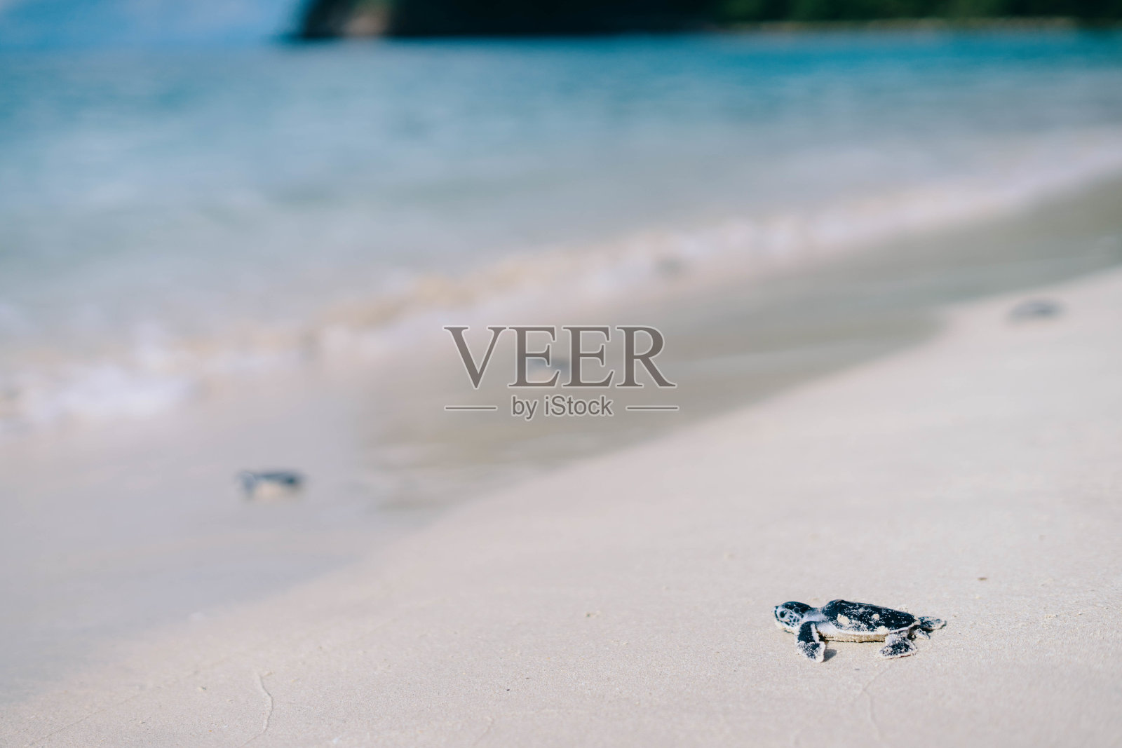 海滩上一只小海龟的特写镜头照片摄影图片