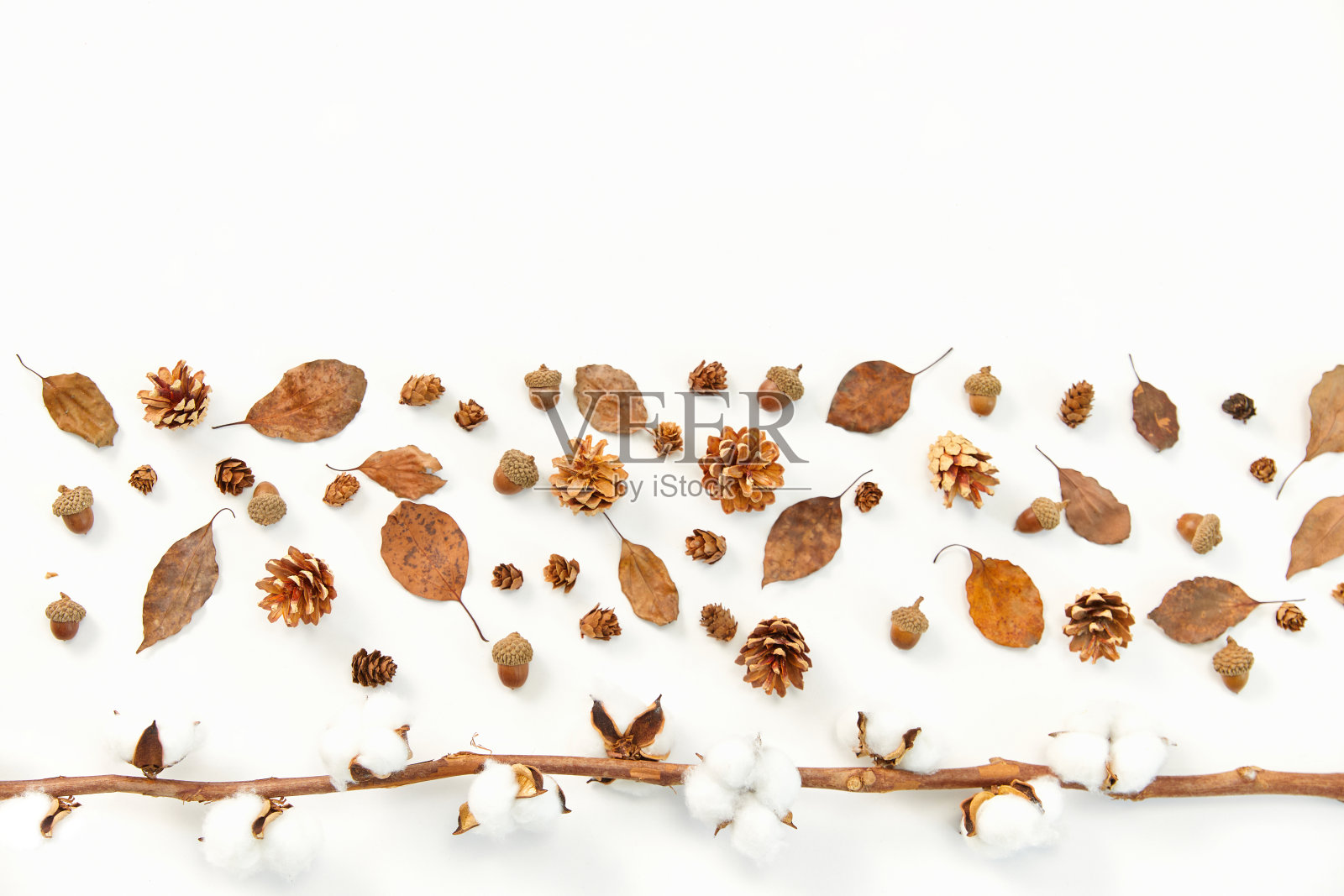 特写镜头的秋天树叶和针叶树球果，棉花植物在白色的背景照片摄影图片