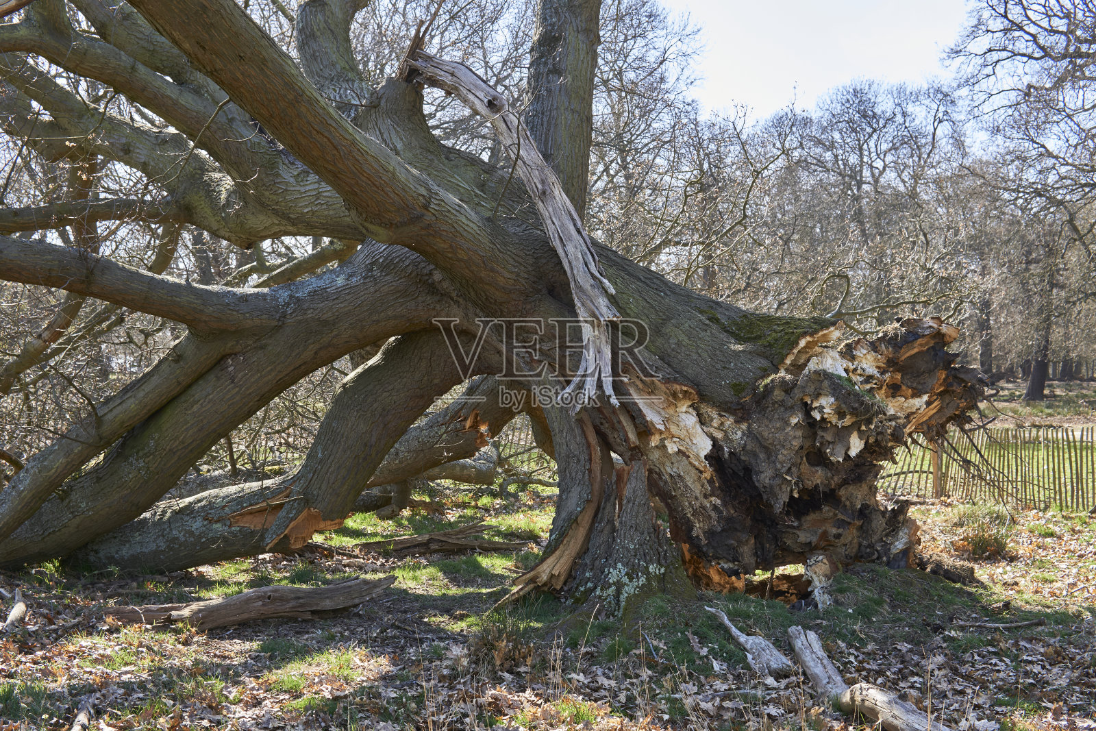 在瑞克蒙德公园外面，倒下的树没有根照片摄影图片
