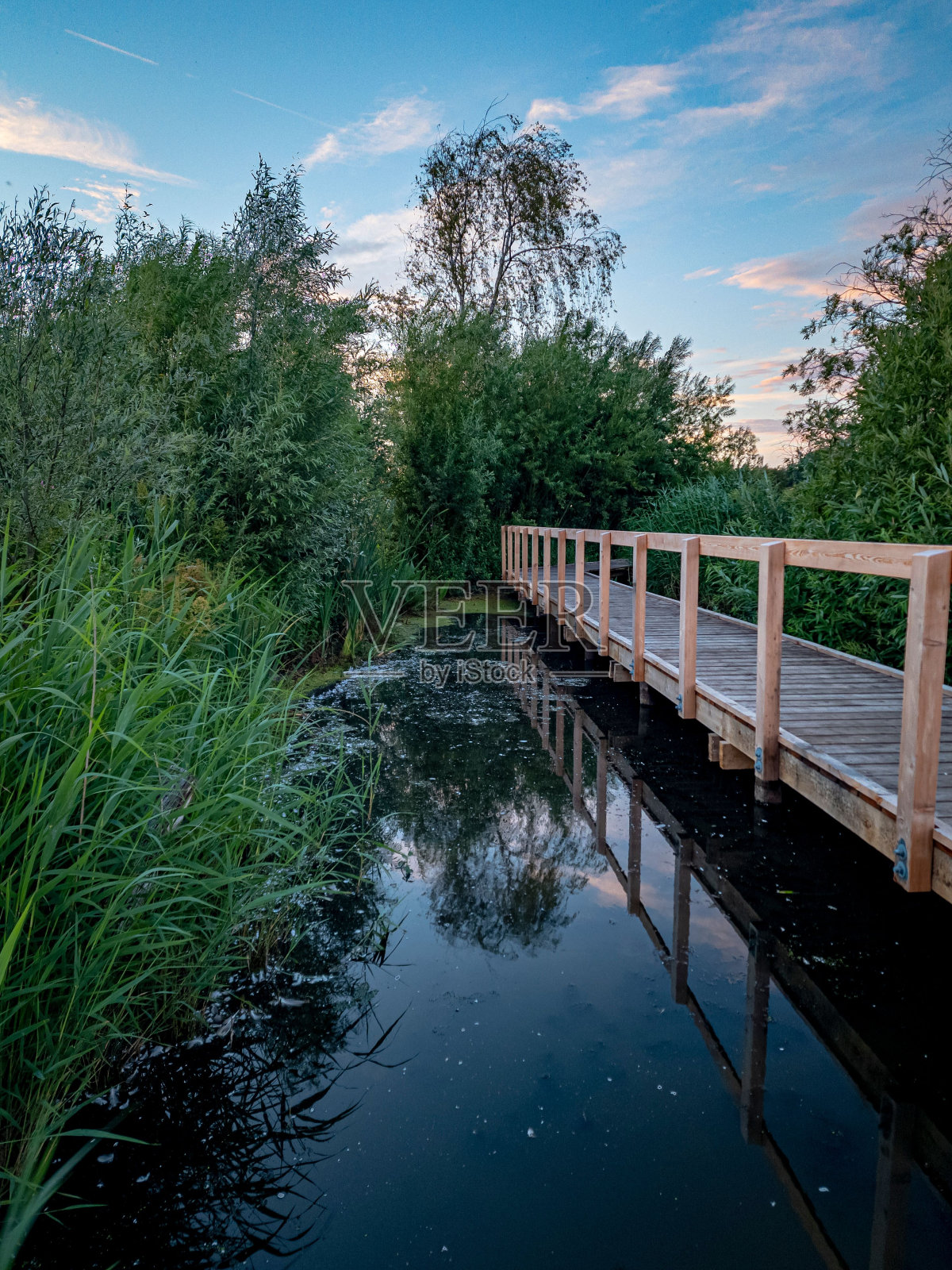 丹麦沼泽地里的步道照片摄影图片