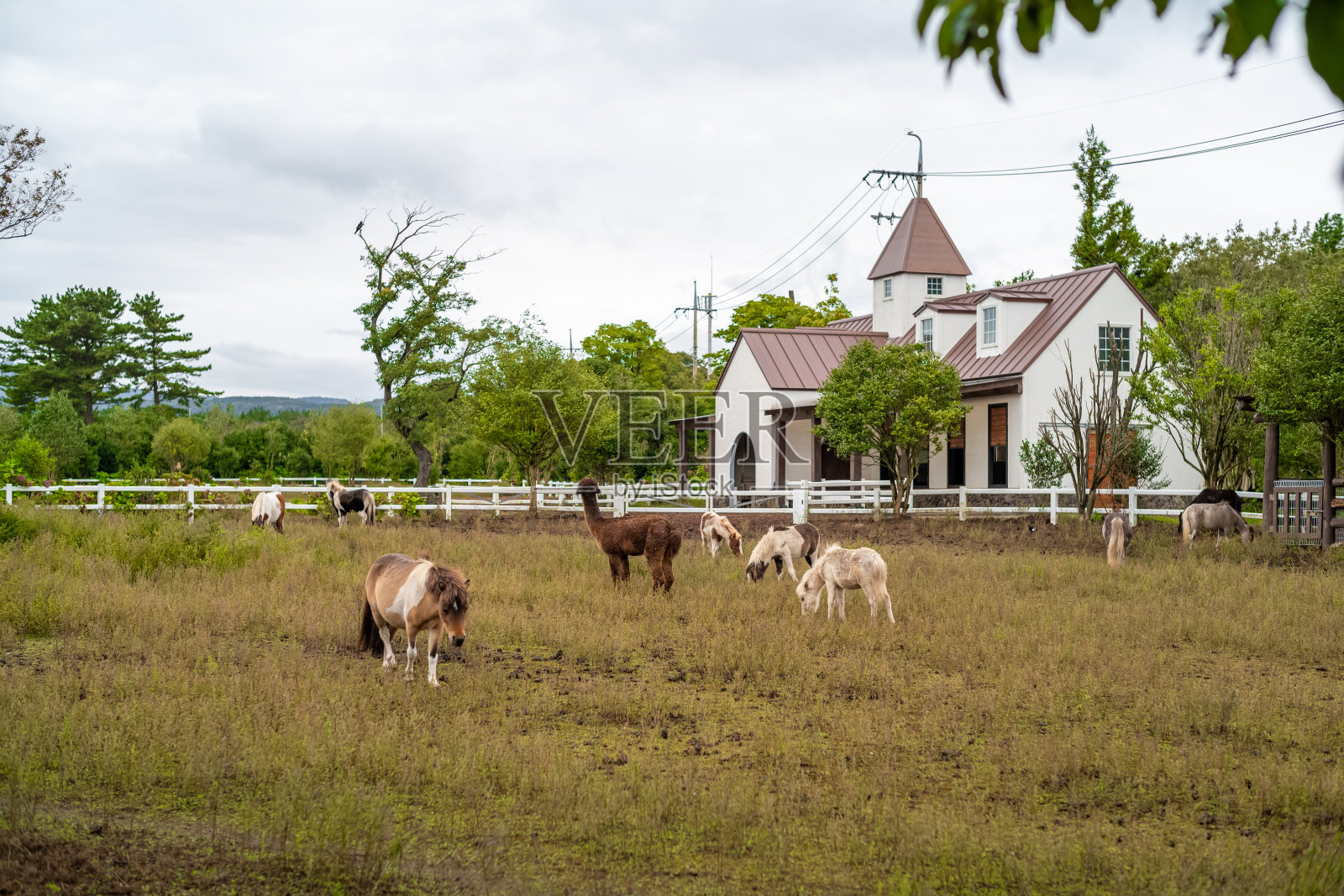 济州岛，韩国美丽的岛屿照片摄影图片