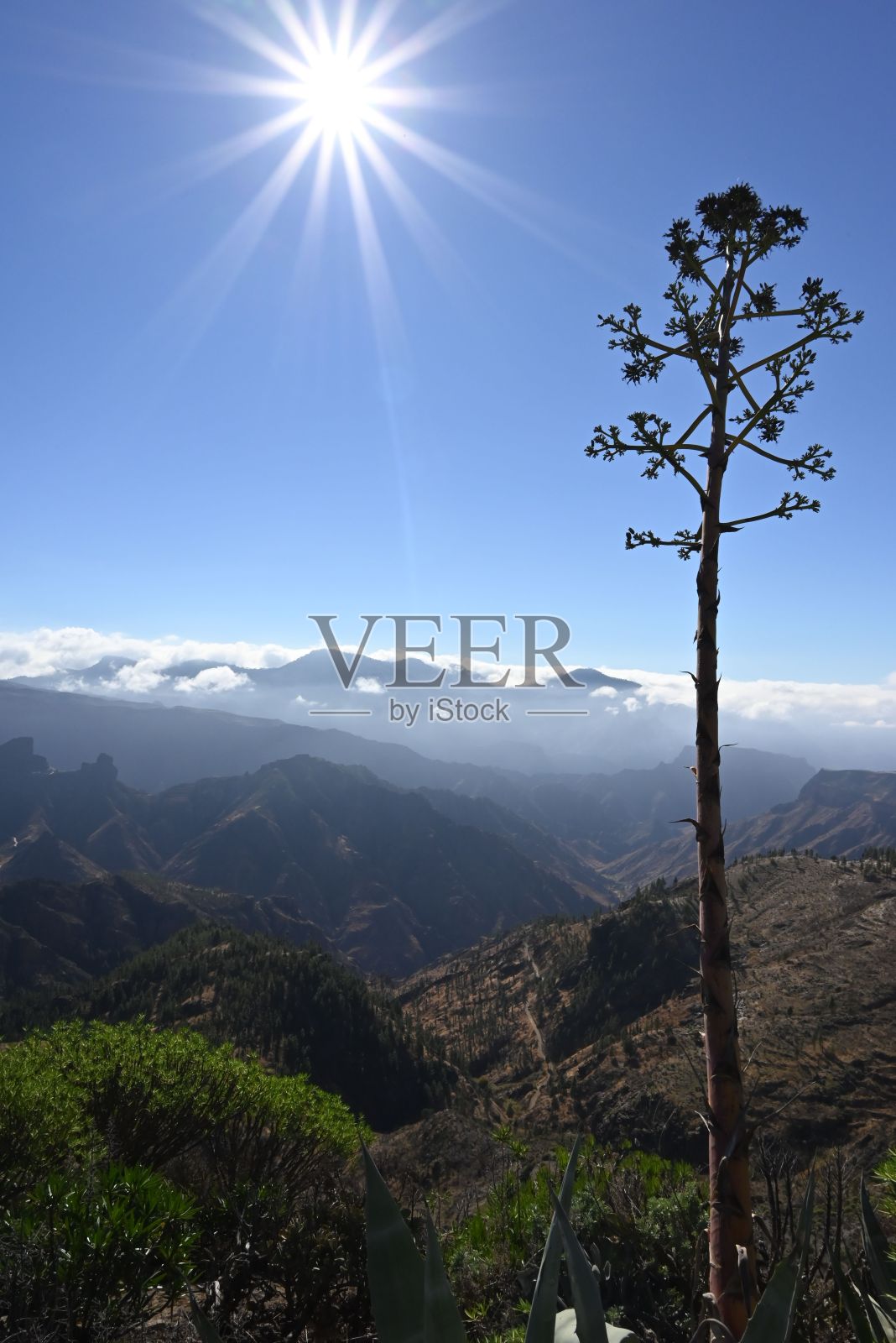 山上的树有美丽的风景照片摄影图片