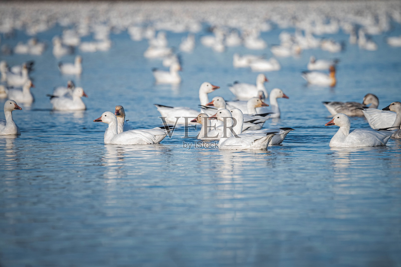 雪鹅，开始照片摄影图片