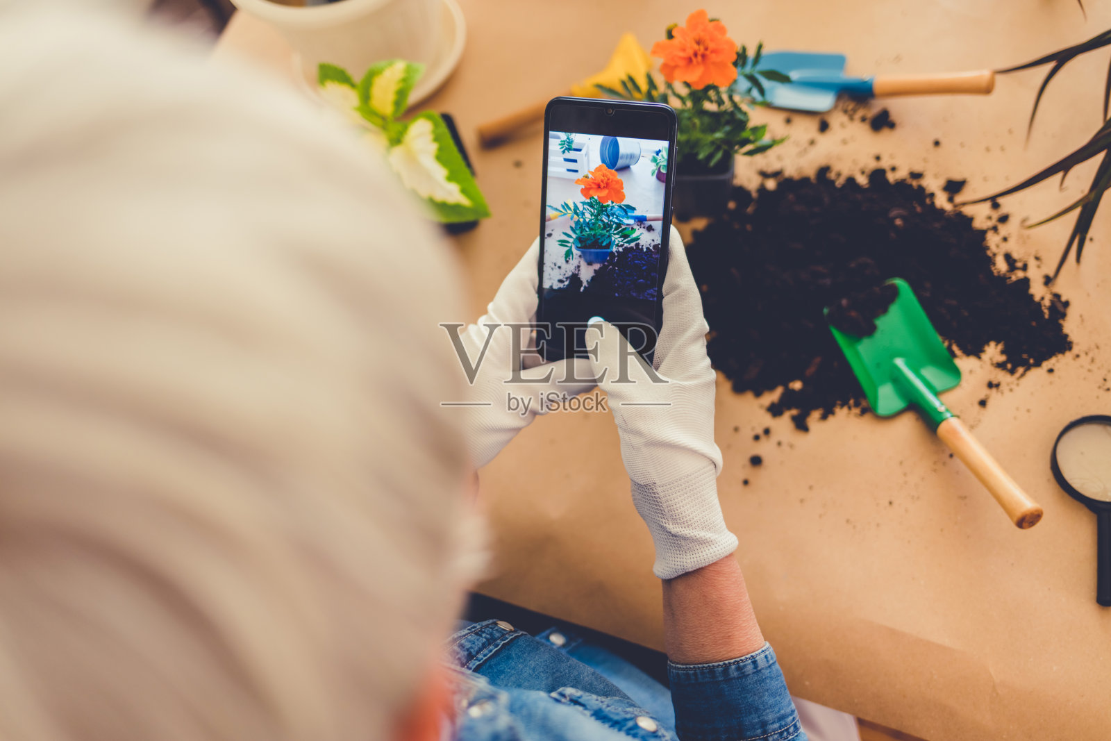 美丽成熟的女园丁正在用智能手机拍摄绿色植物和花朵。家居花园工作场所家居花园中的植物，家居花园中的农业。照片摄影图片