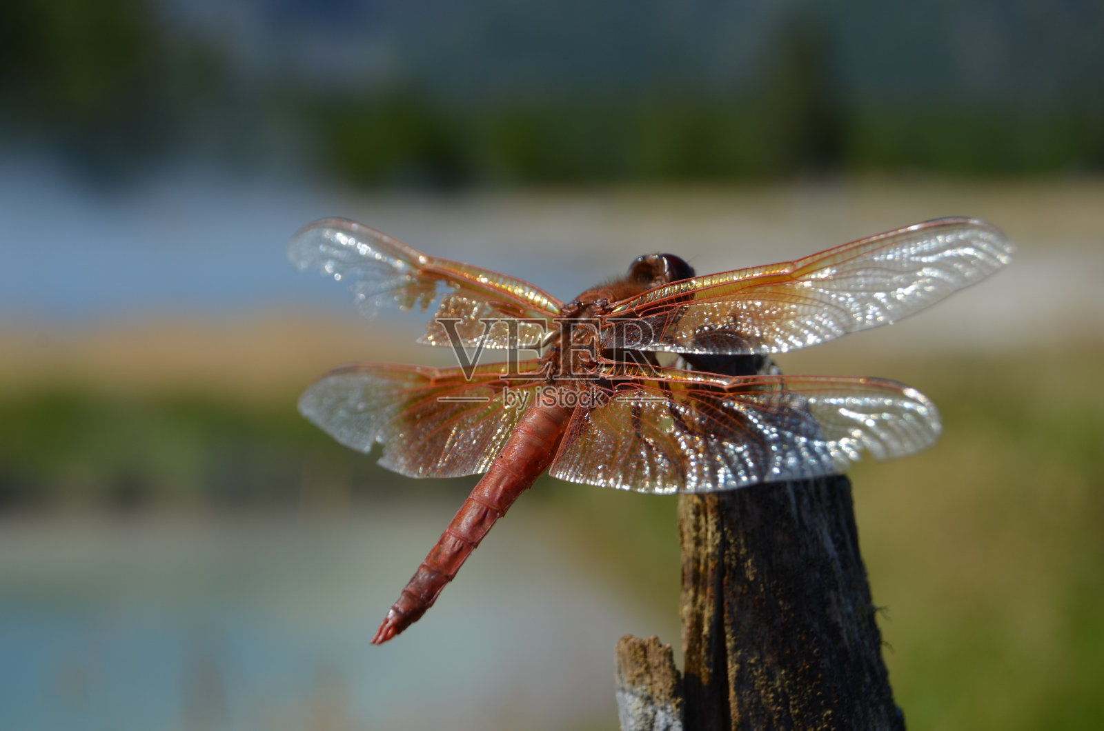微距拍摄的昆虫称为Sympetrum croceolum在模糊的背景照片摄影图片
