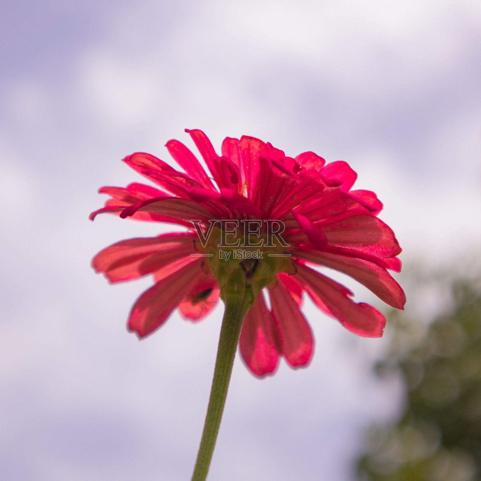 在模糊的背景上，一个美丽的粉红色花的特写镜头照片摄影图片