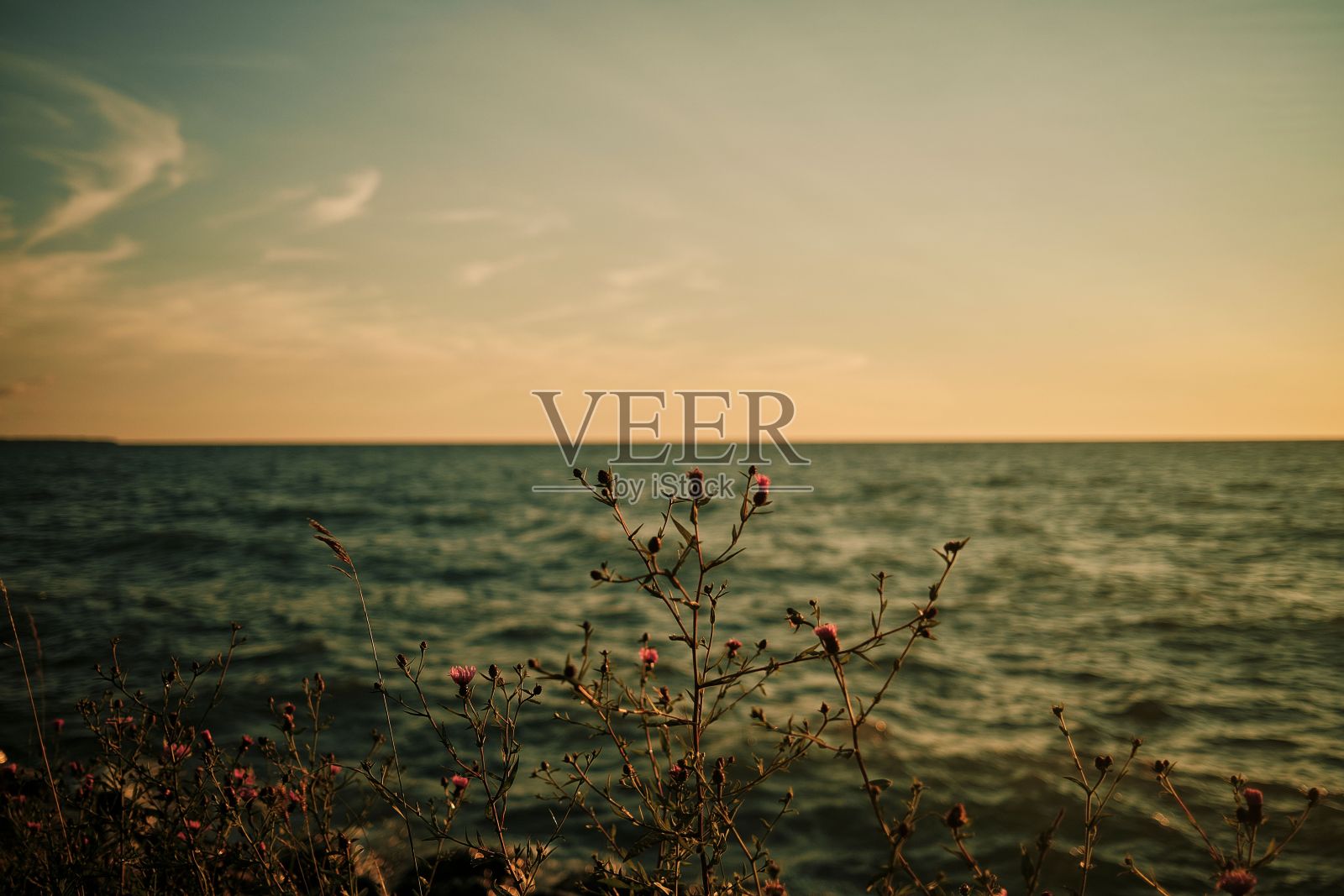 日落时湖岸上干燥的野生植物的特写镜头照片摄影图片