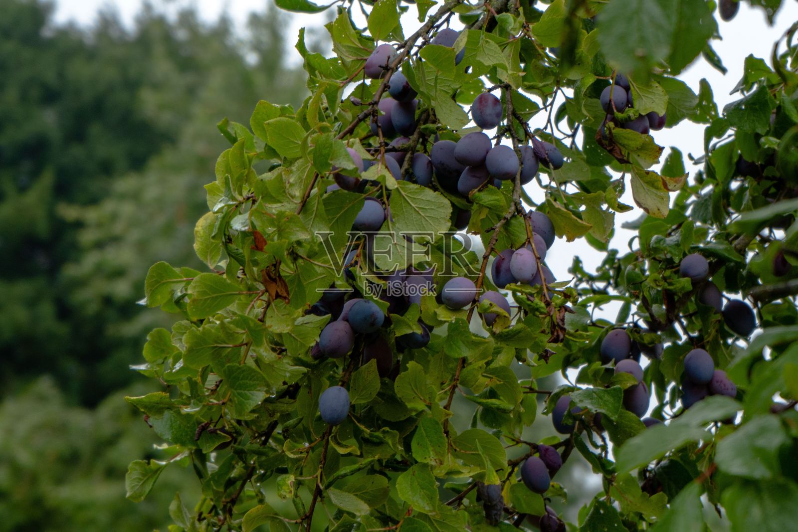 树枝上的李子照片摄影图片