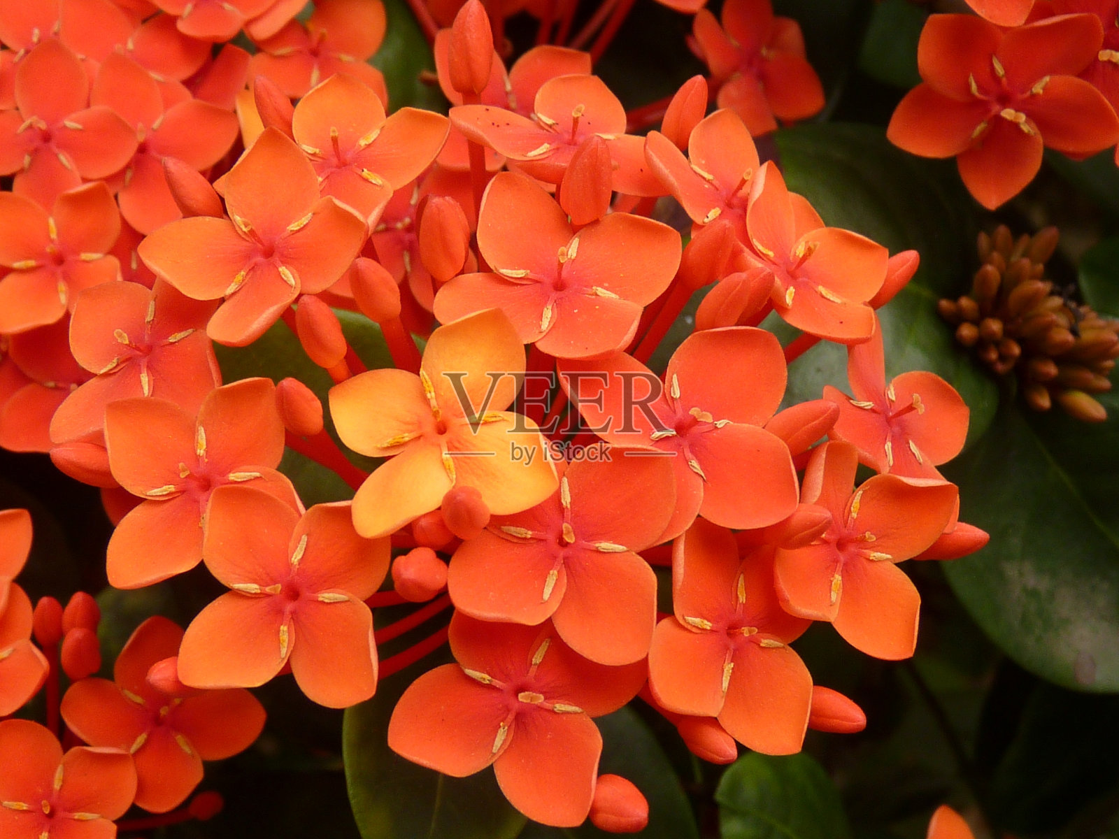 春天盛开的伊克索拉国王花照片摄影图片