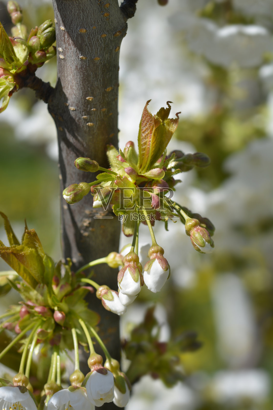 欧洲甜樱桃照片摄影图片
