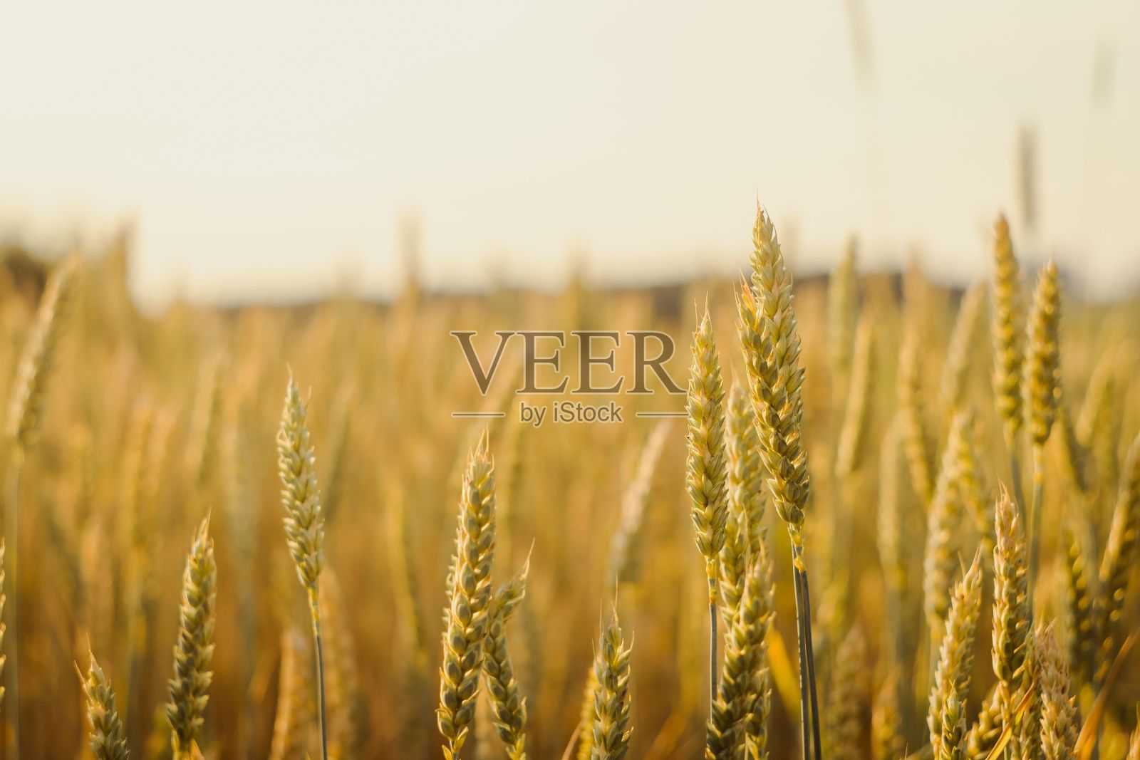 金色的普通小麦(T. aestivum)田的特写镜头照片摄影图片