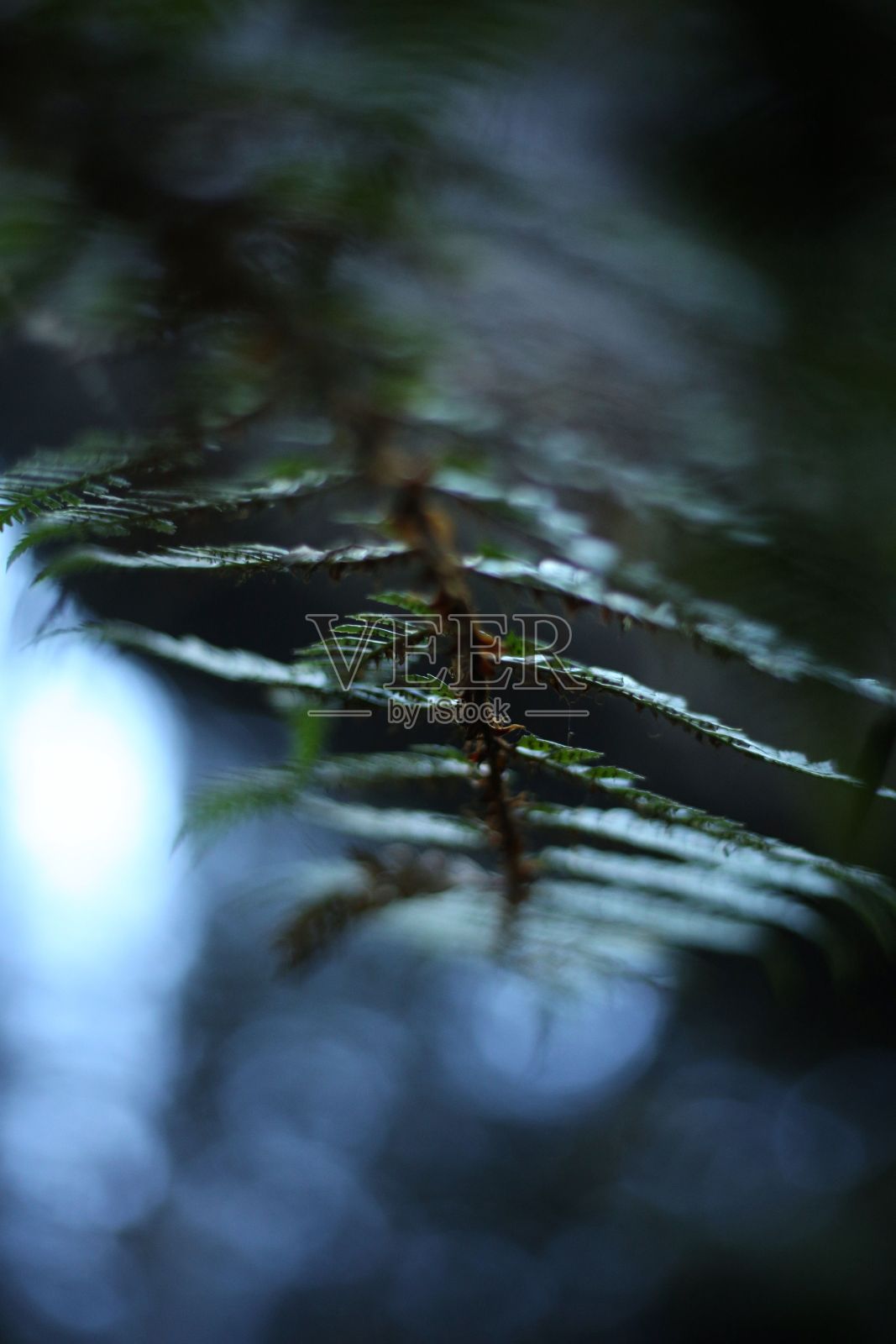 微型特写幼苗照片摄影图片